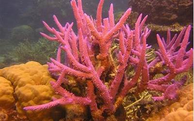 红管珊瑚风水