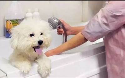 狗出生多久洗澡吗