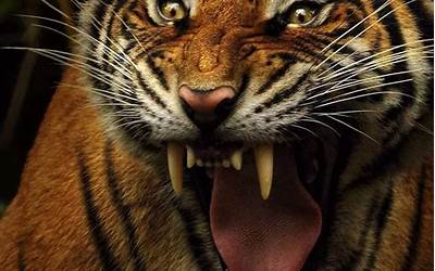 老虎的牙齿