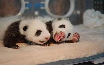 小熊猫的出生