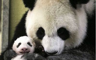 大熊猫出生的时候怎么画眉